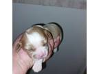 Cavalier King Charles Spaniel Puppy for sale in Hattieville, AR, USA