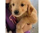 Golden Retriever Puppy for sale in Johnston, SC, USA