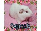 Adopt SQUEAK a Guinea Pig