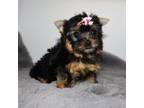 Yorkshire Terrier Puppy for sale in Los Angeles, CA, USA