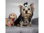 Yorkshire Terrier Puppy for sale in Los Angeles, CA, USA