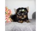 Yorkshire Terrier Puppy for sale in Los Angeles, CA, USA