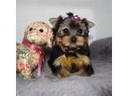 Yorkshire Terrier Puppy for sale in Los Angeles, CA, USA