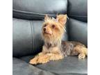 Yorkshire Terrier Puppy for sale in Wellington, CO, USA