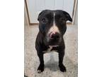 Adopt Candie a Pit Bull Terrier