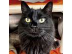 Adopt Lizza - Reduced Fee! a Domestic Long Hair
