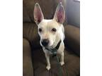 Adopt Lilly a Rat Terrier