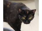 Adopt Maizy a Tortoiseshell