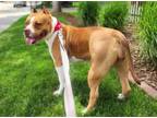 Adopt CHINA a Pit Bull Terrier