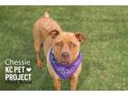 Adopt Chessie a Mixed Breed