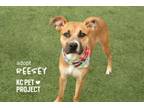 Adopt Reesey a Mixed Breed