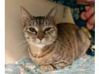Adopt Tootie the Torbie a Domestic Short Hair