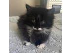 Adopt Missy - City of Industry Location a Domestic Long Hair