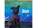 Adopt Dior a Pit Bull Terrier