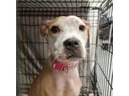 Adopt Western a Pit Bull Terrier