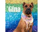 Adopt Gina a Mixed Breed