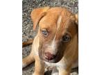 Adopt Leppie a Labrador Retriever