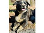 Adopt Laney a Border Collie, Mixed Breed