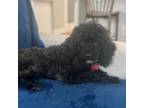 Adopt Tippy a Poodle