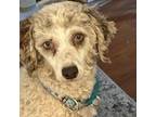 Adopt Reese a Poodle