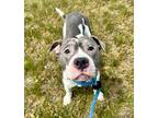 Adopt Wendy a Pit Bull Terrier