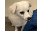 Adopt Nilla a American Eskimo Dog