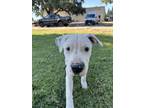 Adopt FLAME a Dogo Argentino