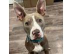 Adopt Lolli a Pit Bull Terrier, Mixed Breed