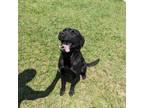 Adopt Binx a Black Labrador Retriever
