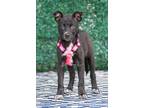 Adopt Lizzie a Cattle Dog, Mixed Breed