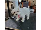 Maltese Puppy for sale in Pryor, OK, USA