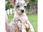 Chihuahua Puppy for sale in Grovespring, MO, USA