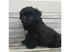 Mutt Puppy for sale in Grand View, ID, USA
