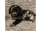 Cocker Spaniel Puppy for sale in Osceola, MO, USA