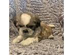 Shih Tzu Puppy for sale in Osceola, MO, USA
