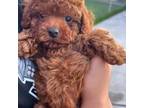 Maltipoo Puppy for sale in Rancho Cucamonga, CA, USA