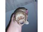 Cavalier King Charles Spaniel Puppy for sale in Hattieville, AR, USA
