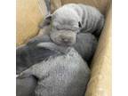 Chinese Shar-Pei Puppy for sale in Rochester, NY, USA