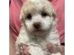 Poodle (Toy) Puppy for sale in Tallahassee, FL, USA