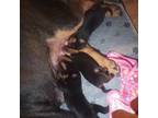 Rottweiler Puppy for sale in Lansing, MI, USA