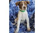 Adopt Olive a Terrier, Mixed Breed