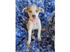 Adopt Strawberry a Terrier, Mixed Breed