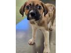 Adopt Hot Tamale a Black Mouth Cur, Mixed Breed