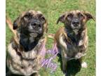 Adopt Lady Mae a Mountain Cur, Mixed Breed