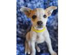 Adopt Apricot a Terrier, Mixed Breed