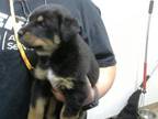 Adopt EXPRESSO a Rottweiler, Mixed Breed