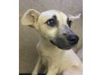 Adopt Sonora a Mixed Breed