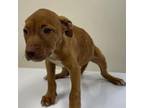 Adopt GCG-Stray-gc2018 (Kim) a Pit Bull Terrier