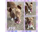 Adopt Eve a Pit Bull Terrier