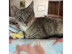 Adopt Peony a Domestic Short Hair